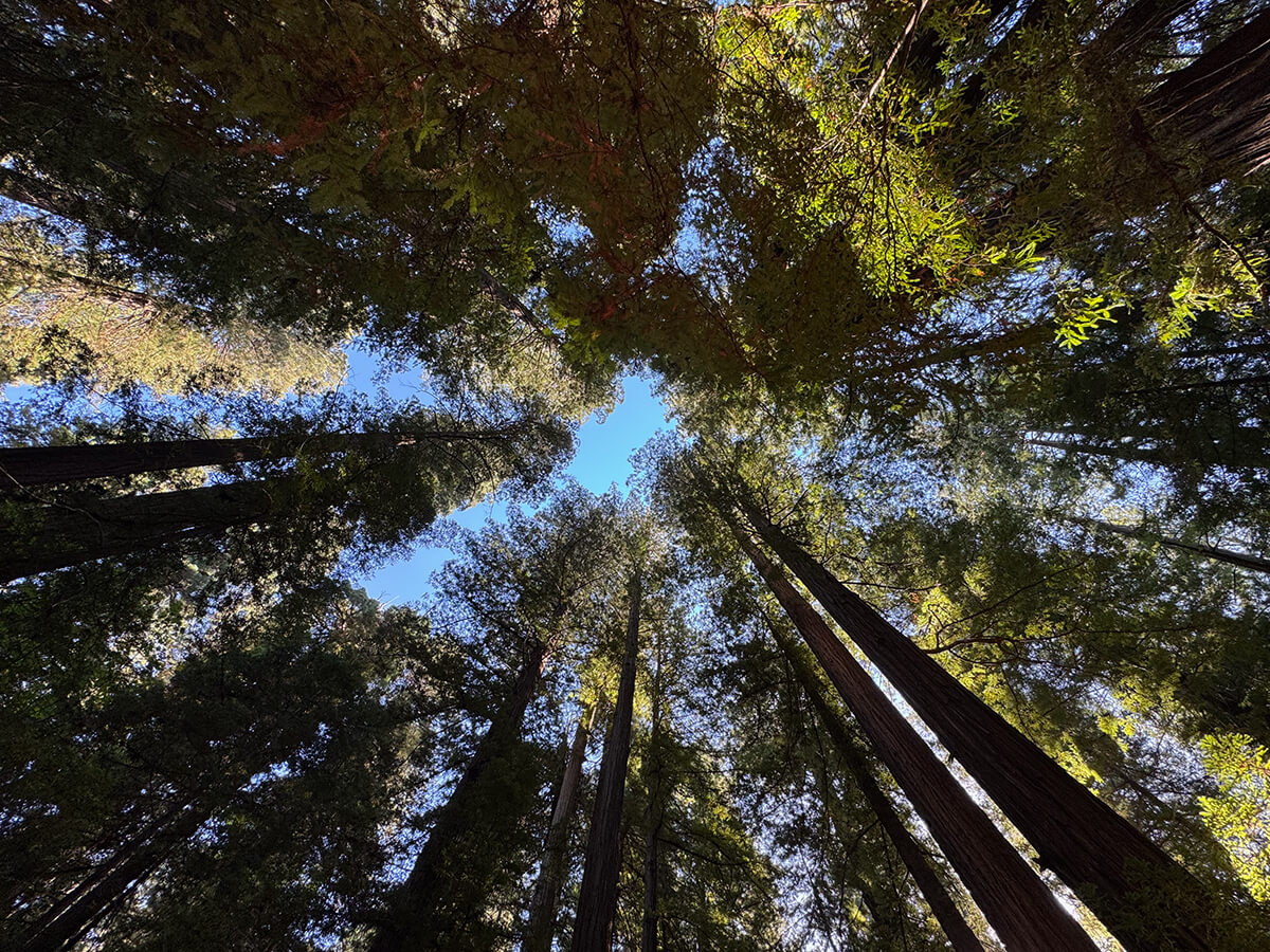 Arcata Community Pool gallery image